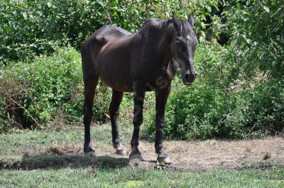 Cheval dans la nature - Photo libre de droit - PABvision.com