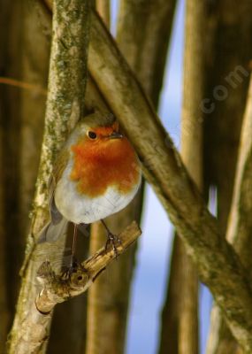 Rougegorge sur une branche - Photo libre de droit - PABvision.com