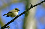 Jeune oiseau sur une branche - Photo libre