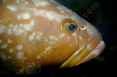 Poisson de mer - Photo libre de droit - PABvision.com