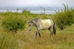  cheval de Camargue - Photo libre