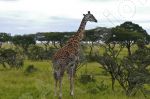 Girafe en position d'observation - Photo libre