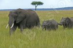 éléphants dans la savane - Photo libre