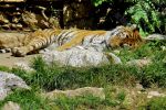 Tigre  l'heure de la sieste - Photo libre