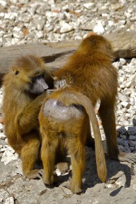 Groupe de singes - Photo libre de droit - PABvision.com