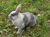 Lapin dans la nature - Photos