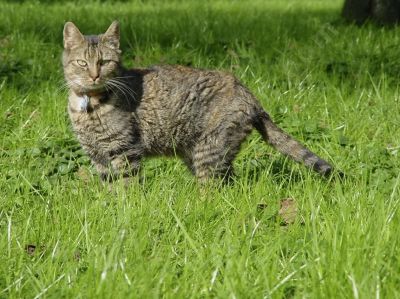 chat dans la nature - Photo libre de droit - PABvision.com