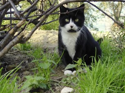 chat dans la nature - Photo libre de droit - PABvision.com