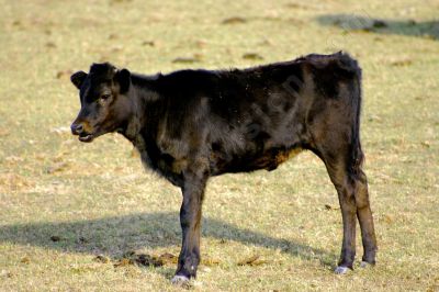 Jeune taureau de Camargue - Photo libre de droit - PABvision.com