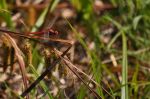  libellule rouge 
