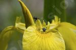 Insecte sur une fleur jaune - Photo libre