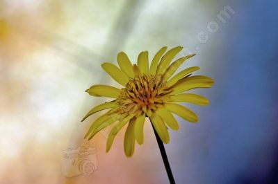 Fleur buphthalme  feuilles de saule - Photo libre de droit - PABvision.com