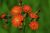 Fleur sauvage rouge orange - Photos