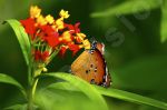 Papillon sur une fleur - Photo libre
