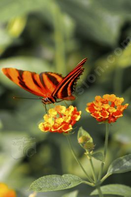 Papillon sur une fleur  - Photo libre de droit - PABvision.com