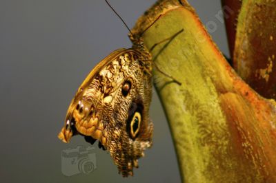 Papillon sur un harbre - Photo libre de droit - PABvision.com