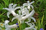 Fleurs orchidée sauvage blanche - Photo libre