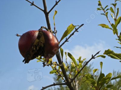 Fruit exotique - Photo libre de droit - PABvision.com