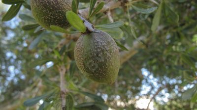 L'amande olagineuse de l'Arganier. - Photo libre de droit - PABvision.com