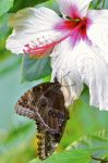 Papillon sur une fleur blanche - Photo libre