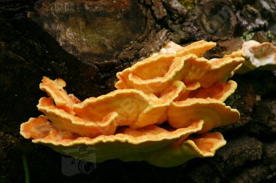 Le champignon d'arbre - Photo libre de droit - PABvision.com