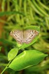 Papillon sur une feuille - Photo libre