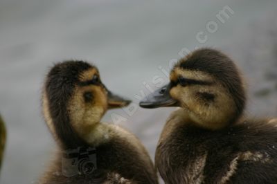 Canetons colvert - Photo libre de droit - PABvision.com