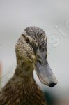 Canard colvert femelle - Photo libre