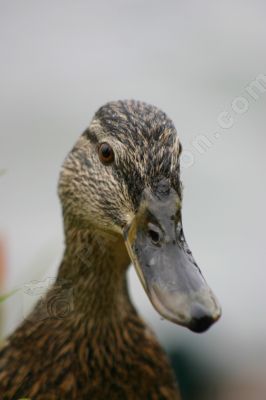 Canard colvert femelle - Photo libre de droit - PABvision.com