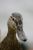 Canard colvert femelle - Photos