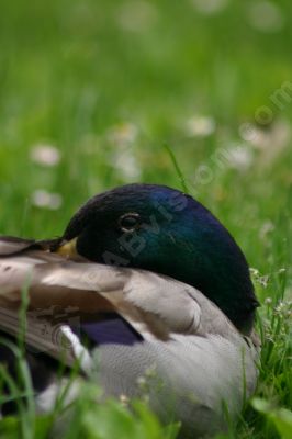 Canard colvert mle - Photo libre de droit - PABvision.com