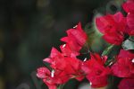 Le Bougainvillée à fleurs rouges - Photo libre
