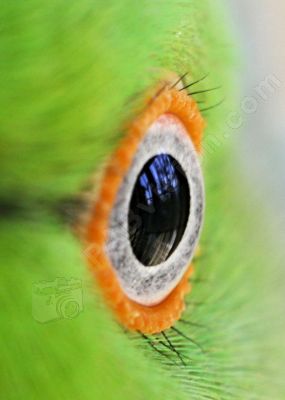 L'oeil d'une grande perruche - Photo libre de droit - PABvision.com