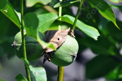 Noix sur un arbre - Photo libre de droit - PABvision.com