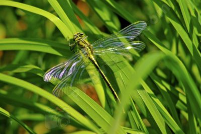 Libellule sur une herbe - Photo libre de droit - PABvision.com