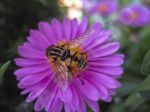 La fleur et l'insecte - Photo libre