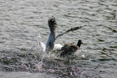 Une mouette agressive - Photo libre de droit - PABvision.com