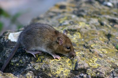  rats mammifres rongeurs  - Photo libre de droit - PABvision.com