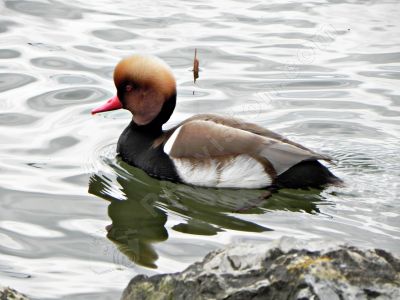 Canard nette rousse - Photo libre de droit - PABvision.com