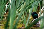Un canard colvert discret - Photo libre