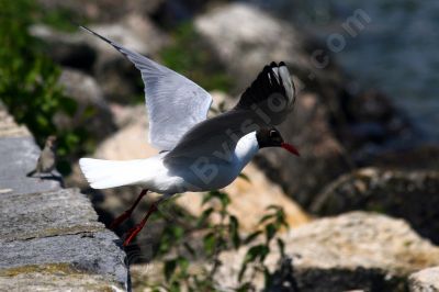 Mouette rieuse - Photo libre de droit - PABvision.com