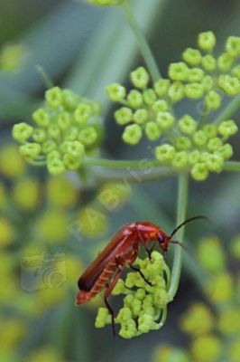 Rhagonycha fulva famille des Cantharidae - Photo libre de droit - PABvision.com