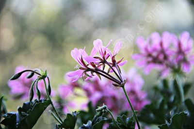 Le geranium lierre - Photo libre de droit - PABvision.com