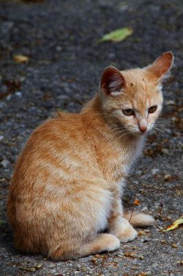 Jeune chaton - Photo libre de droit - PABvision.com