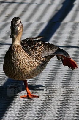 L'quilibre parfait pour ce canard colvert - Photo libre de droit - PABvision.com